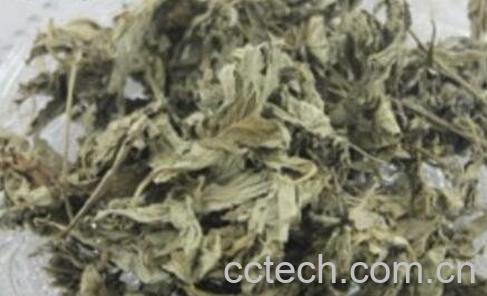 艾叶泡澡的功效与作用-1