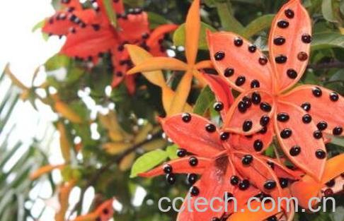  凤眼果的功效作用-0