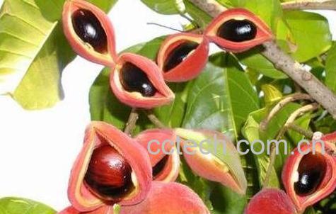  凤眼果的功效作用-1