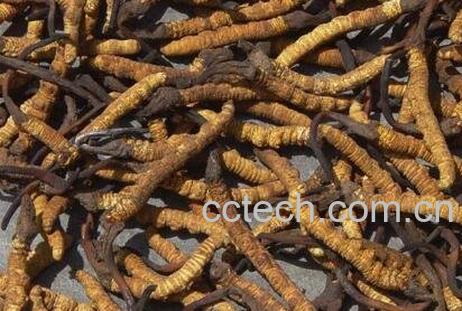 吃冬虫夏草有什么好处-0