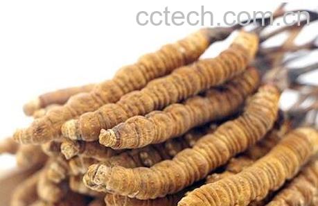 吃冬虫夏草有什么好处-1