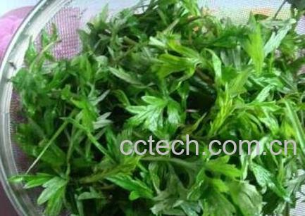 吃艾草的功效与作用-0