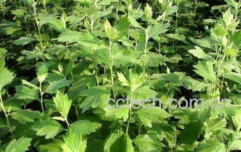 吃艾草的功效与作用-1