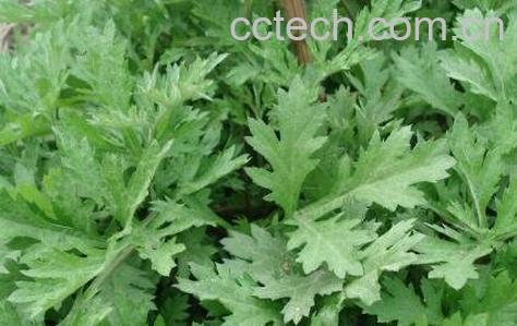 新鲜艾草的功效与作用-0