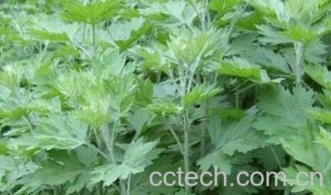 新鲜艾草的功效与作用-1