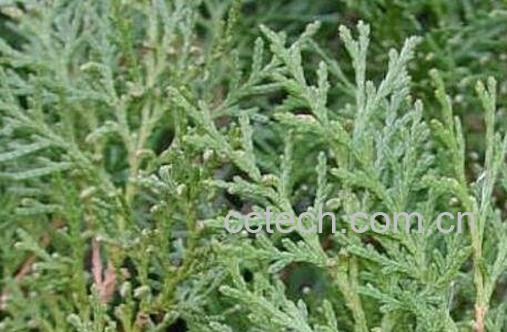 侧柏叶治疗脱发的方法教程-0