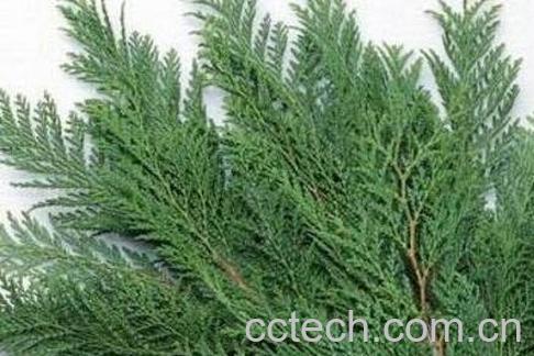 侧柏叶治疗脱发的方法教程-1