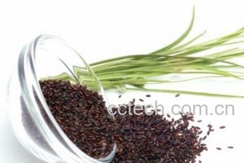 车前子的药用价值与副作用-0