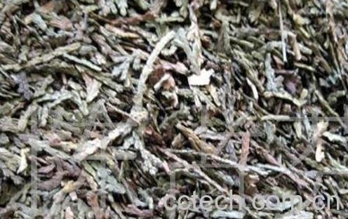 侧柏叶对脱发的功效 侧柏叶的副作用-0