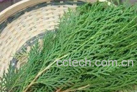 侧柏叶对脱发的功效 侧柏叶的副作用-1