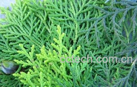 侧柏叶是什么 侧柏叶有哪些功效与作用-0