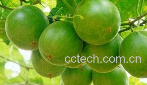 罗汉果的功效与作用 罗汉果怎么吃-1