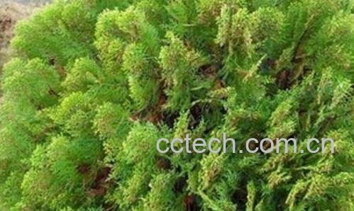 侧柏叶是什么 侧柏叶有哪些功效与作用-1