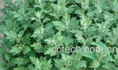 艾叶怎么治妇科病-1