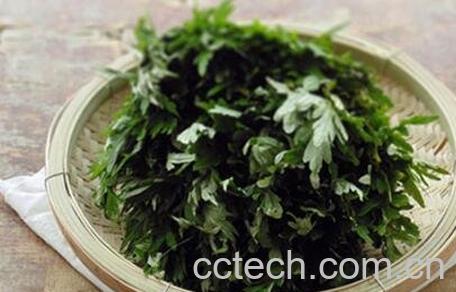 艾叶怎么治妇科病-0