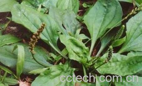 中药车前草的功效与作用-0