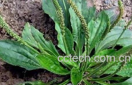 中药车前草的功效与作用-1