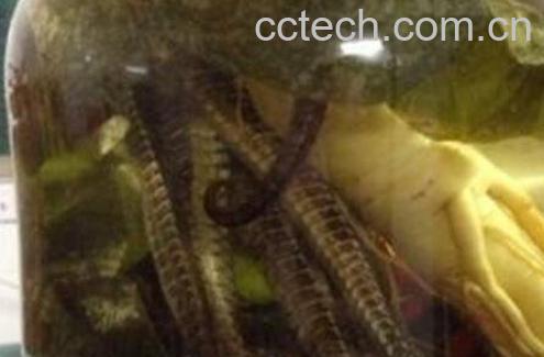 海马泡酒的功效与作用-1