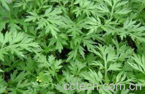 艾叶泡澡的好处与坏处-0