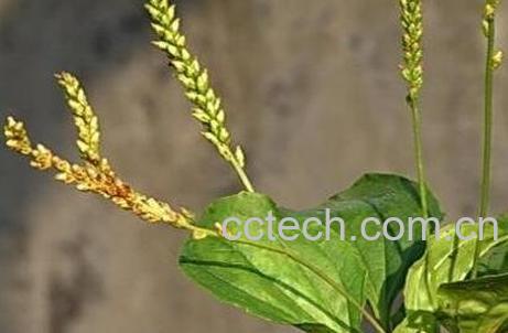 车前草的药用价值与副作用-1