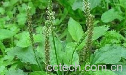 车前草的药用价值与副作用-0