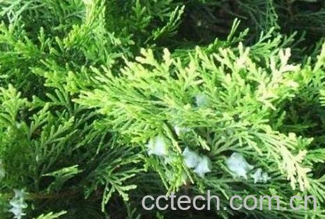 侧柏叶洗头的功效与好处-0