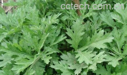 艾草驱蚊吗 如何用艾草驱蚊-0