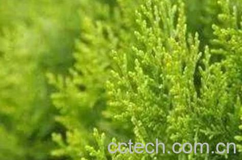 侧柏叶洗头的功效与好处-1