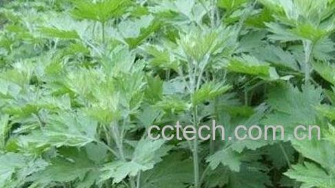 艾草驱蚊吗 如何用艾草驱蚊-1