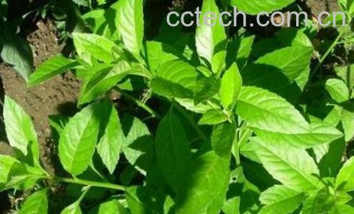 长寿草的功效与作用-1