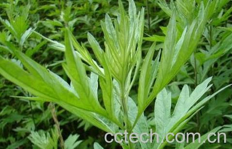 艾叶红糖水的作用与功效-0