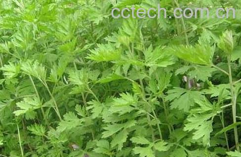 艾叶红糖水的作用与功效-1