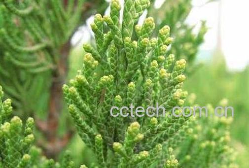 侧柏叶泡酒的方法及功效与作用-1