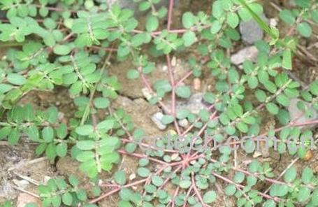 千根草怎么吃 千根草有什么作用-1