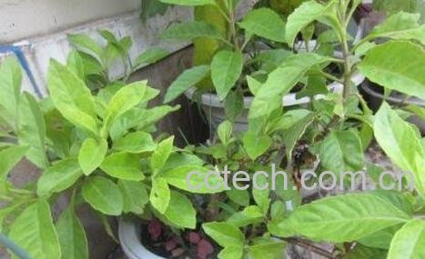 明月草与长寿草的区别-1