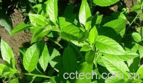 明月草与长寿草的区别-0