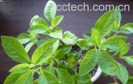 长寿草的功效与图片-1