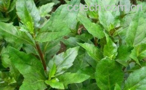 长寿草的功效与图片-0