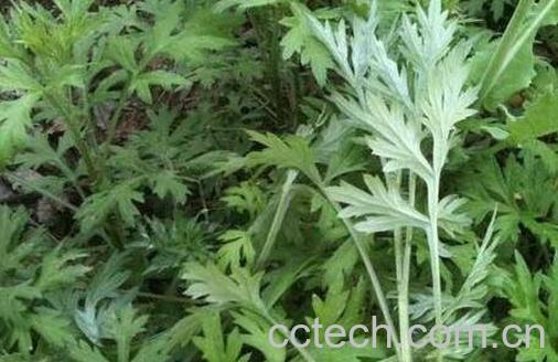 艾叶水的功效与作用-1
