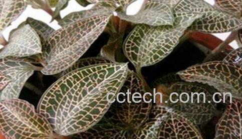 金线莲的功效与作用及禁忌-0