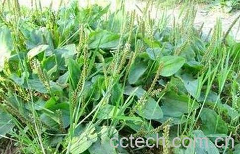 驴耳朵草的食用方法 驴耳朵草的药用价值-0