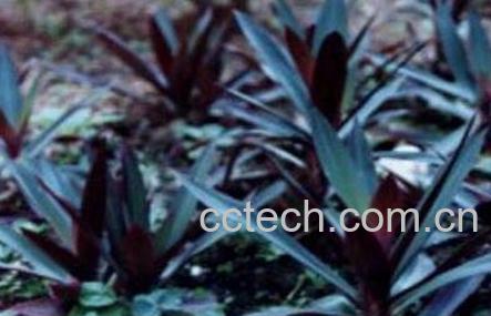 红三七的功效与作用及食用方法-0