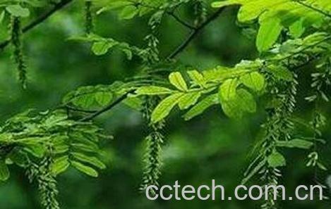 枫杨叶的作用和药用价值-0