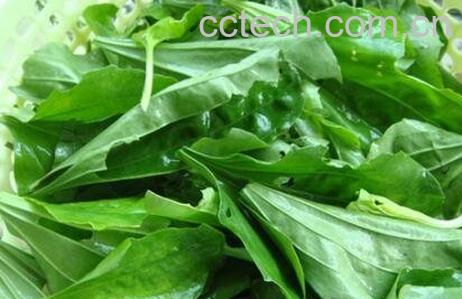 车前草泡水喝的功效-0