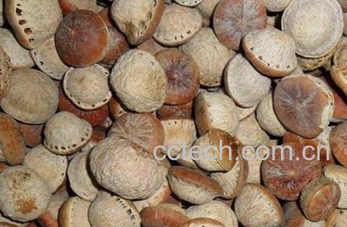 风流果的功效与作用 风流果的副作用-1