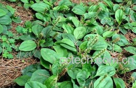 车前草泡水喝的功效-1