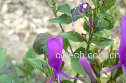 六角英的功效与作用 六角英的禁忌-0