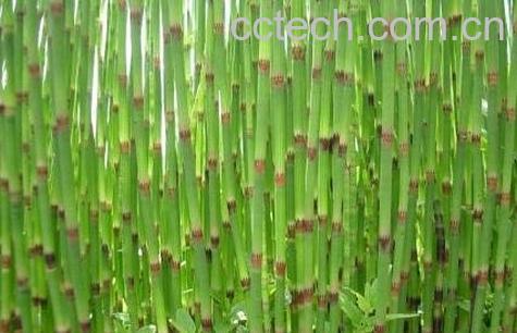  节节草的功效与作用-0