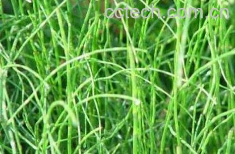  节节草的功效与作用-1