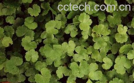 遍地锦的功效与作用 遍地锦怎么种-1